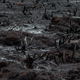 Scorched Earth recently covered with the shrub Richea scoparia, via Dan Broun